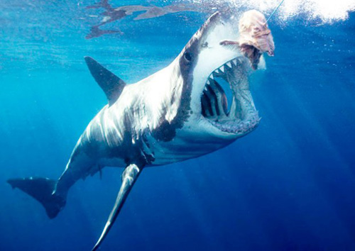 Cá mập trắng lớn - Ảnh: YouTube