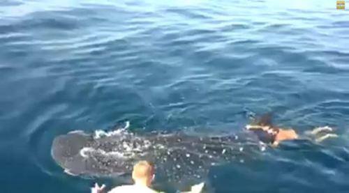 Ảnh chụp từ video bơi cùng cá mập voi tại Vịnh Mexico - Ảnh: YouTube 