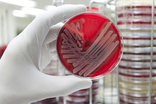 Các chuyên gia đã tiến gần đến viễn cảnh điều chế dòng thuốc kháng sinh mới - Ảnh: AFP