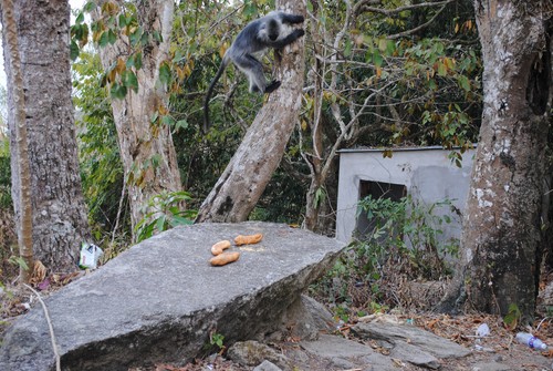 Một du khách mua bánh mì thảy lên phiến đá
