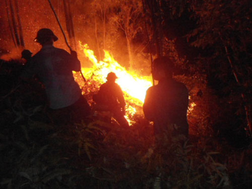 Liên tục cháy rừng ở Nghệ An