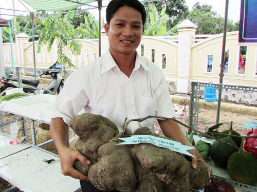 Hai củ khoai ngọt nặng 60 kg