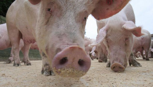 Lợn biến đổi gien chấp nhận mọi tế bào ghép