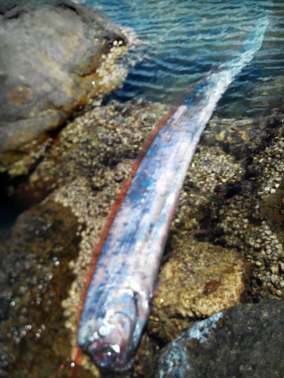 “Thủy quái” dài 4,2 mét giống rồng còn gọi là cá hầu ông 2