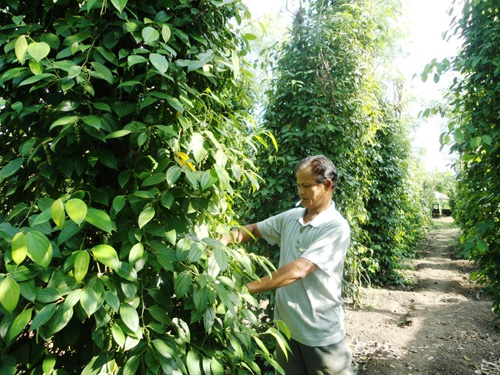 Cắt dây tiêu giống đem bán 