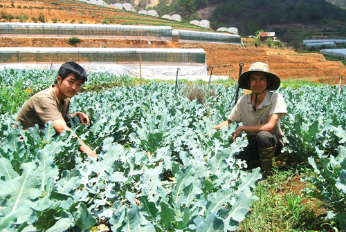 Trồng rau hữu cơ 