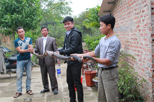Trại rắn Vĩnh Sơn – nguồn cung cấp Rắn hổ mang quý đạt chuẩn tại Việt Nam