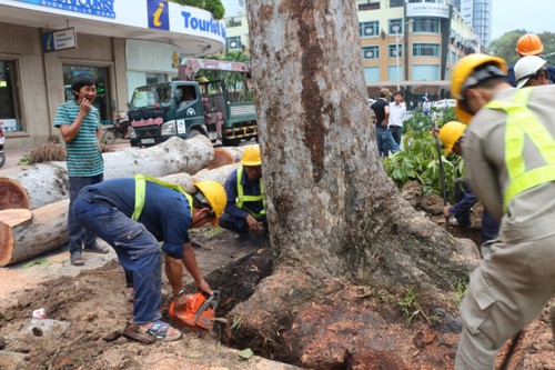 Công nhân đang đào gốc cây