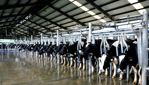 Trang trại bò sữa Vinamilk tại Nghệ An là trang trại bò sữa đầu tiên tại Đông Nam Á đạt tiêu chuẩn quốc tế Global G.A.P. được tổ chức Control Union (Hà Lan) chứng nhận
