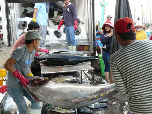 Giá trị cá ngừ đại dương ngày càng giảm