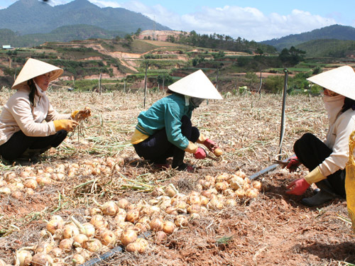 Mùa hành tây ‘cay đắng’