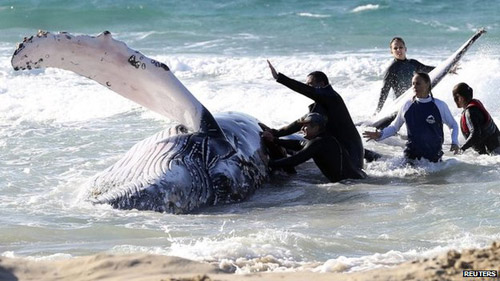 Nỗ lực giải cứu cá voi dạt bờ