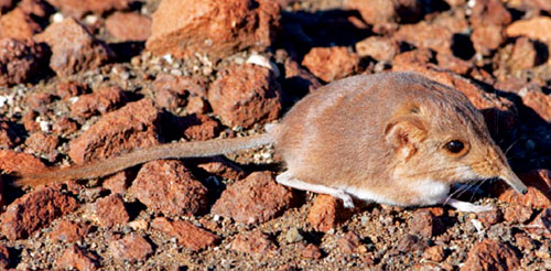 Loài thú mới ở Namibia 