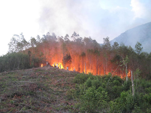 Cháy 5 ha rừng trồng ở Phú Yên 1