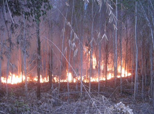Cháy 5 ha rừng trồng ở Phú Yên 3