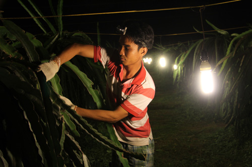 Đổi bóng đèn tiết kiệm điện cho nông dân
