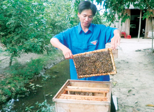 Anh Điền thành công với mô hình nuôi ong lấy mật 