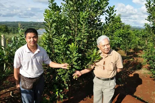 Cây mắc-ca cần có chiến lược phát triển toàn diện để tránh cảnh "trồng - chặt" -  Ảnh: Lưu Chí Vinh