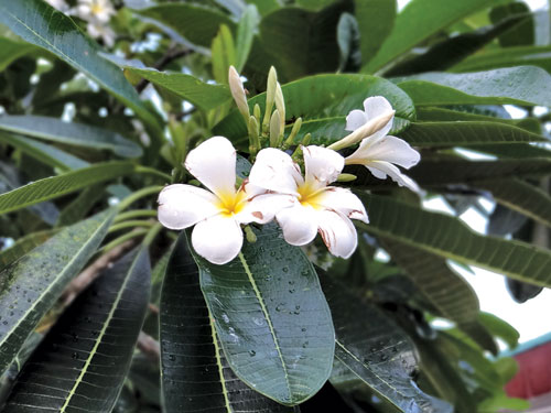 Hoa sứ trắng có tâm điểm vàng và lá sứ tươi, có thể dùng trong bài thuốc trị bệnh
