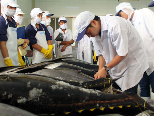 Lô cá ngừ đầu tiên đấu giá thành công tại Nhật Bản