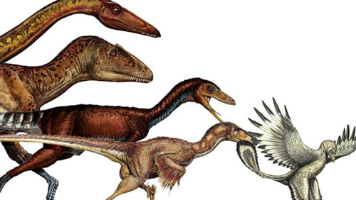50 triệu năm từ khủng long hóa chim