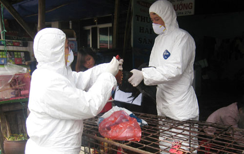 Gần 500 chim trĩ ở Lào Cai dính vi rút cúm A/H5N6