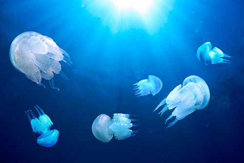 Sứa biển chứa độc tố có thể gây thương tổn nặng cho da - Ảnh: Shutterstock