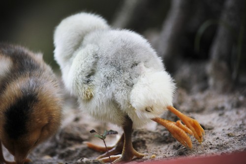 Con gà có thêm 2 chân phụ mọc phía sau đuôi, chân rất yếu