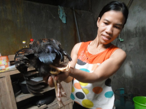 Chuyện hi hữu ở Hà Tĩnh: Một con gà có… bốn chân