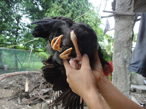 Chuyện hi hữu ở Hà Tĩnh: Một con gà có… bốn chân