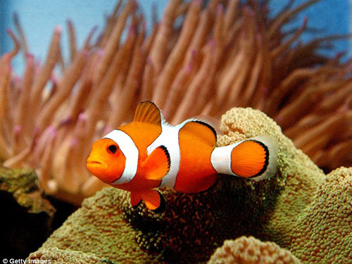 Tìm được Nemo trong đời thực!