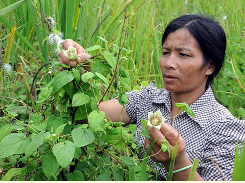 Tự tạo cơ hội - Kỳ 56: Giàu lên từ sâm dây