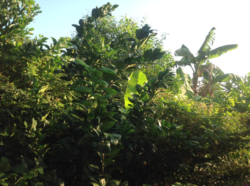 Trong vườn organic cây ăn trái có thể chen nhau xanh tốt với cây rừng mà không cần phân bón, thuốc trừ sâu