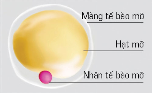 Mỡ trắng - thủ phạm gây thừa cân, béo phì 2