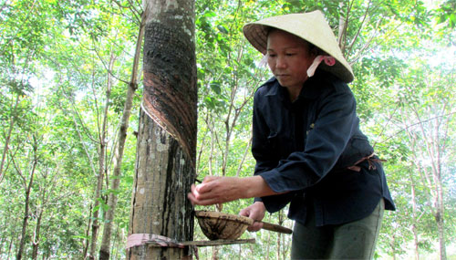 Nông dân khốn đốn vì mủ cao su rớt giá