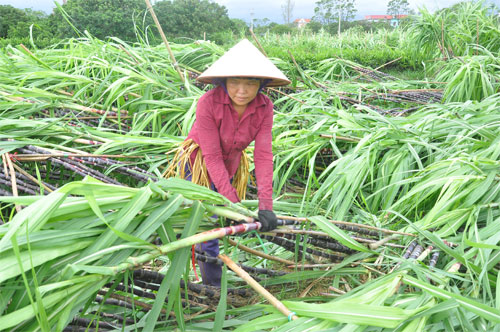 Đồng ruộng Quảng Ninh tan tác sau bão