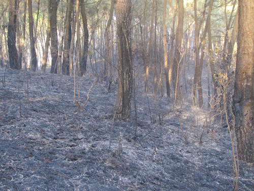 Nạn nhân kiệt sức trong sự chữa cháy rừng đã tử vong