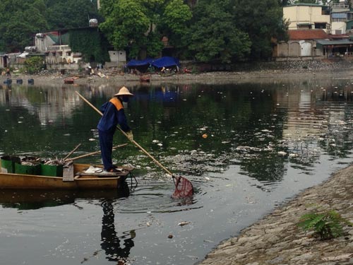 Cá chết trắng mặt hồ Thiền Quang