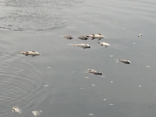 Cá chết trắng mặt hồ Thiền Quang
