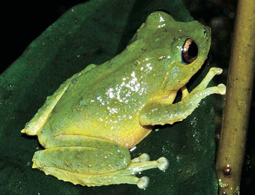 Phát hiện một loài ếch mới ở Việt Nam