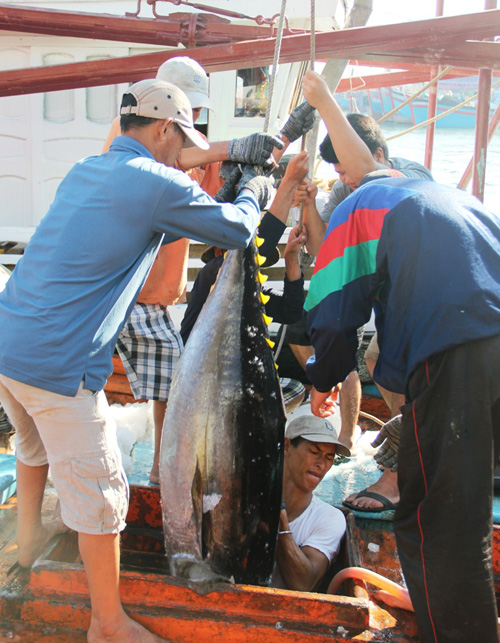 Ngư dân đưa cá ngừ đại dương lên bờ tiêu thụ