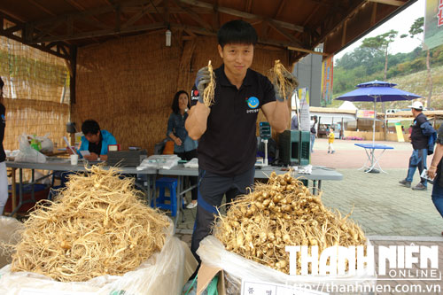 Ở Festival sâm Geumsan, sâm tươi được bày bán la liệt trên mặt đất như bán… khoai mì