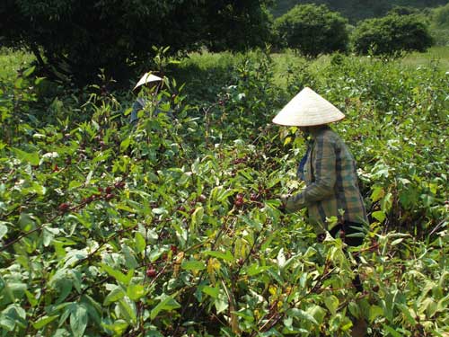 Nông dân Cát Bà chăm sóc cây hồng hoa - Ảnh: Lê Tân