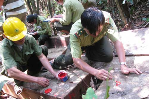 Lực lượng kiểm lâm phát hiện 66 phách gỗ vào ngày 6.10 vừa qua - Ảnh: Trần Hanh