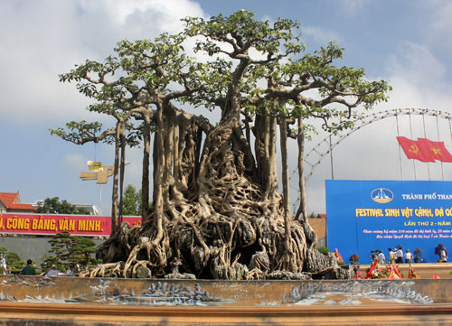 Những cây cảnh tiền tỉ hội tụ tại Thanh Hóa