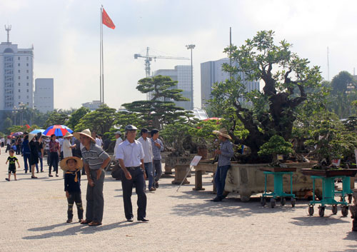 Những cây cảnh tiền tỉ hội tụ tại Thanh Hóa