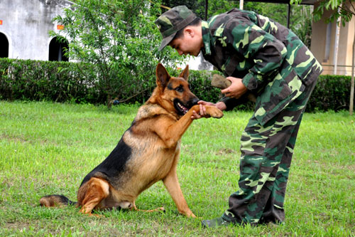 Quân khuyển dũng mãnh trên thao trường 2