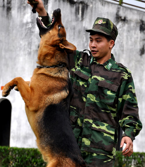 Quân khuyển dũng mãnh trên thao trường 3