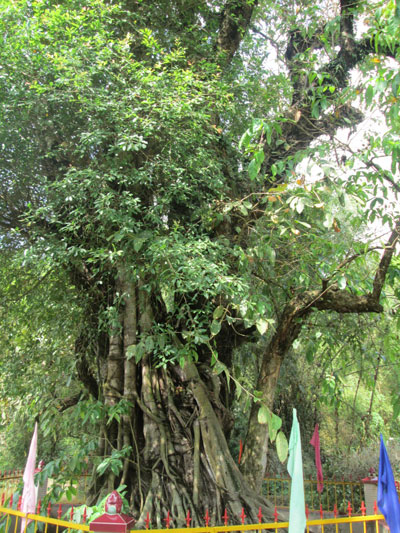 Đề nghị công nhận 3 cây bằng lăng nước ở An Giang là cây di sản