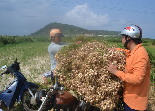 Lý Sơn